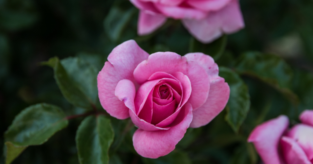 roze_na_werandzie