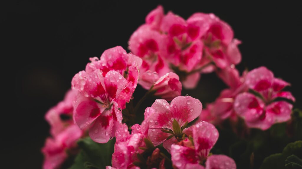 geranium